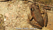 Red-Legged Frog - Conservation - San Benito County